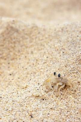 Beach Sand Crab