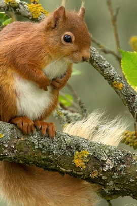 Cute Squirrel