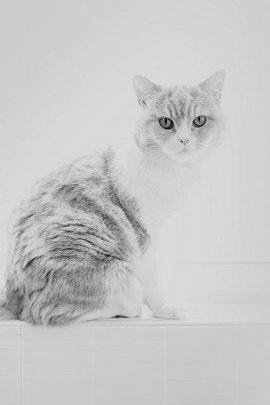 IPhone6 White Cat