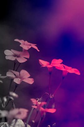 Blooming Wonders: A Floral Delight 🌸✨