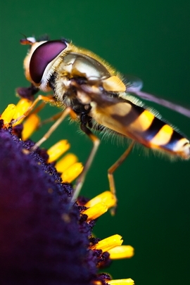 Working Hard Bee