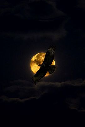 Soaring Through the Night: The Midnight Eagle 🦅🌌