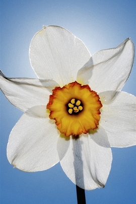 Beyaz çiçek portre