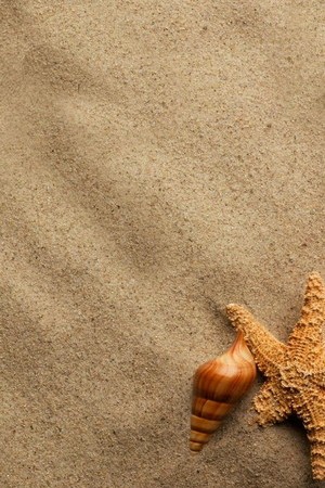 Snail In Beach Sand