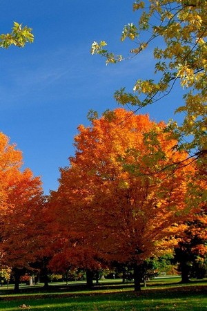 أشجار الخريف مذهلة