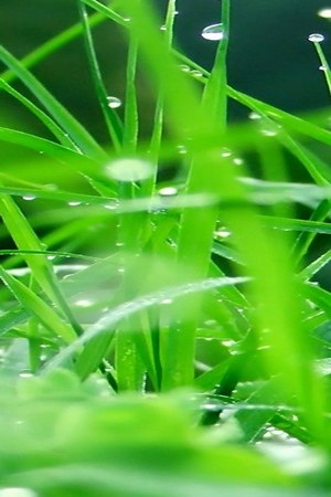 Erba verde fresca