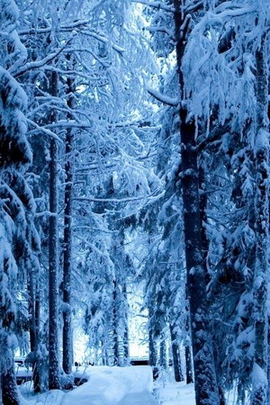 Pohon Frozen Musim Dingin