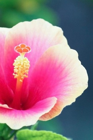 Pinkish Flower