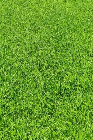 草地毯