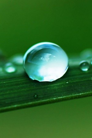 Water Drops On Grass