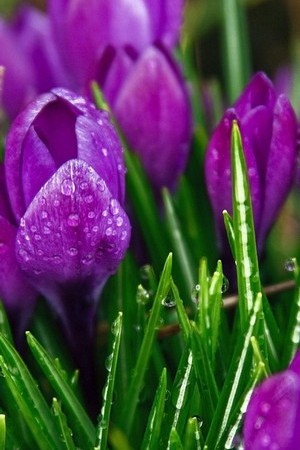 Fresh Purple Tulips