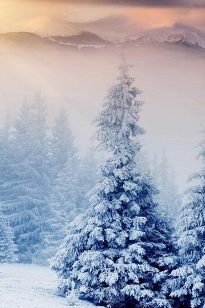 Winter Christmas Trees