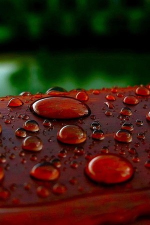 Nature's Gem: The Dewy Delight of Watery Wood