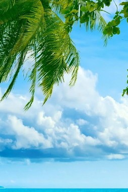 Palm i cudowny ocean