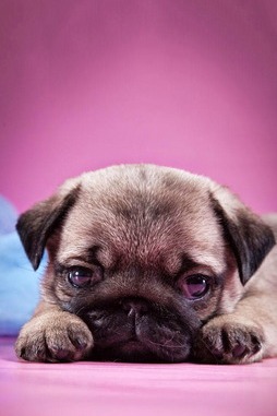 Cute Pug Wallpaper - Download to your mobile from PHONEKY