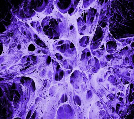 Wallpaper : nerve, neuron, synapse 3840x2160 - wallbase - 1303327 - HD  Wallpapers - WallHere