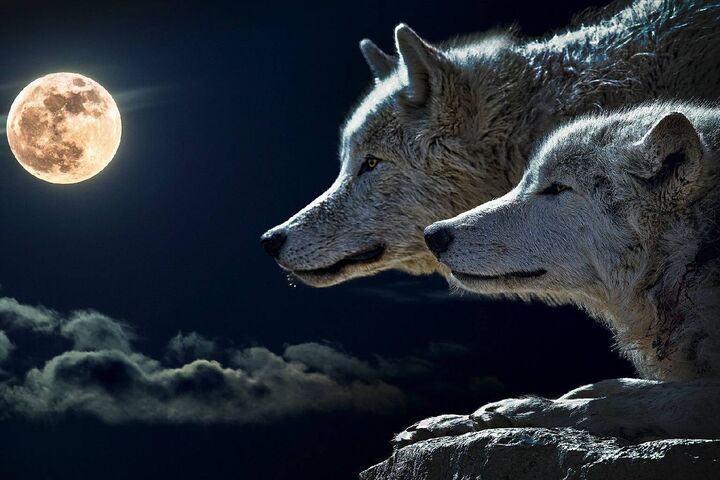 Mooning Wallpaper - Download to your mobile from PHONEKY