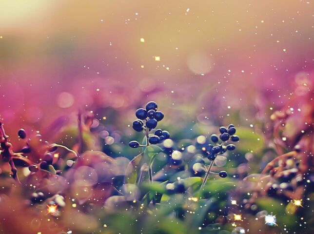 Whimsical Berry Bliss 🍇 Wallpaper - Download to your mobile from PHONEKY