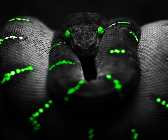 Electric Elegance: The Razor Snake Wallpaper - Download to your mobile ...