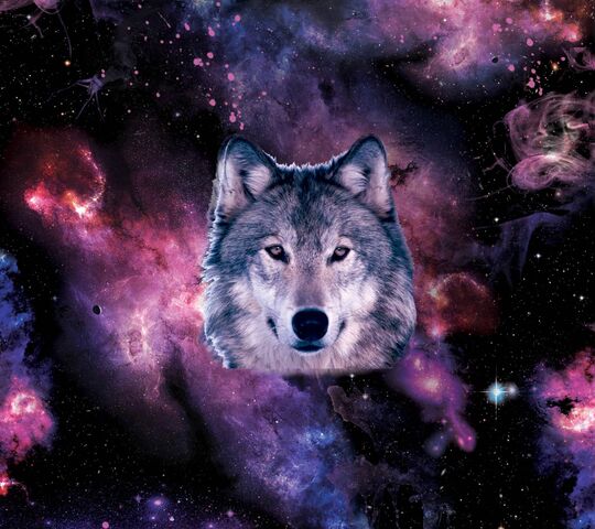 Galaxy Wolf Wallpaper  Download to your mobile from PHONEKY