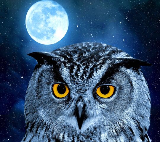 Owl Wallpaper - Download to your mobile from PHONEKY