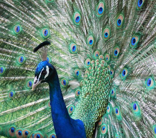 Indian National Bird Wallpaper - Download to your mobile from PHONEKY Indian National Bird Wallpaper - Download to your mobile from PHONEKY