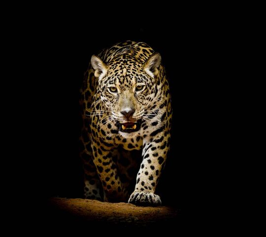 Leopard Wallpaper - Download to your mobile from PHONEKY