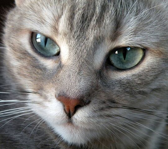 Regard De Chat Fond D Ecran Telecharger Sur Votre Mobile Depuis Phoneky