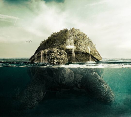 Turtle Wallpaper - Download to your mobile from PHONEKY