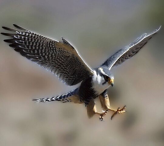 Falcon Wallpaper - Download to your mobile from PHONEKY