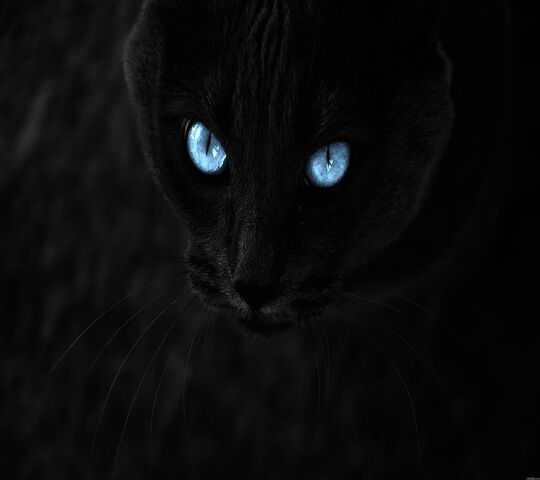 Blue Eye Cat Wallpaper - Download to your mobile from PHONEKY