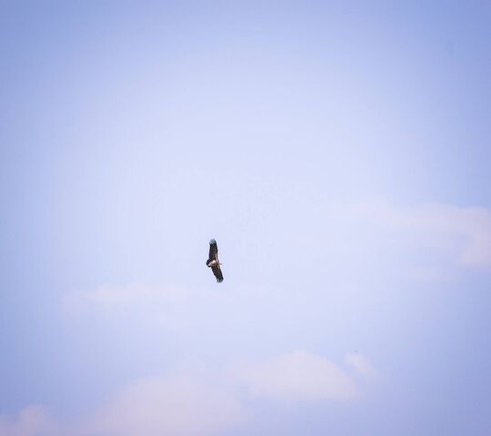 Eagle Wallpaper - Download to your mobile from PHONEKY