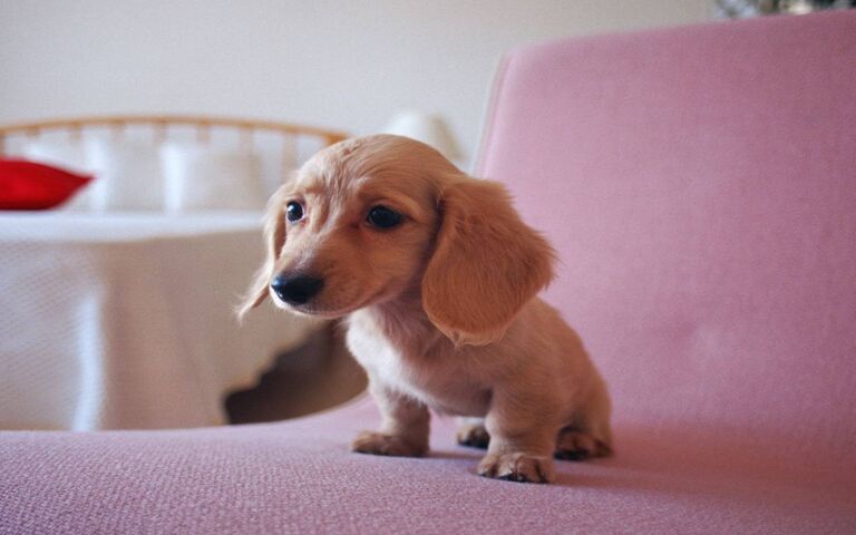 Chien Mignon Fond D Ecran Telecharger Sur Votre Mobile Depuis