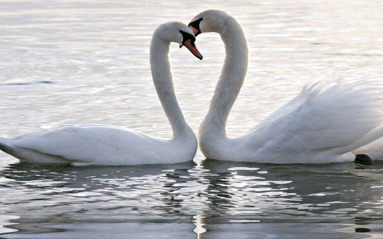 Swan Love Wallpaper - Download to your mobile from PHONEKY