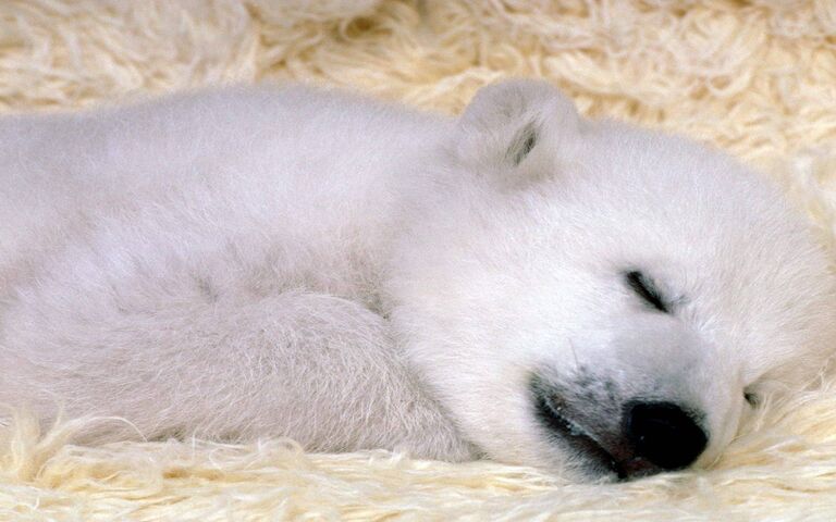 Pet Animal Wallpaper - Download to your mobile from PHONEKY