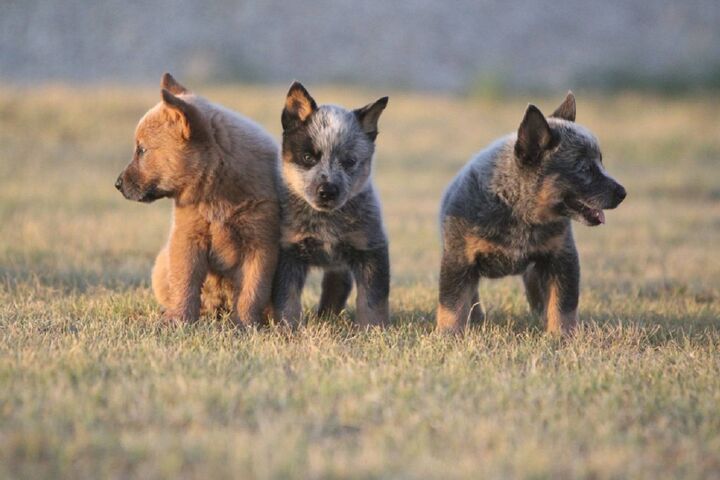 Aussie Rangers: The Playful Trio 🐾 Wallpaper - Download to your mobile ...