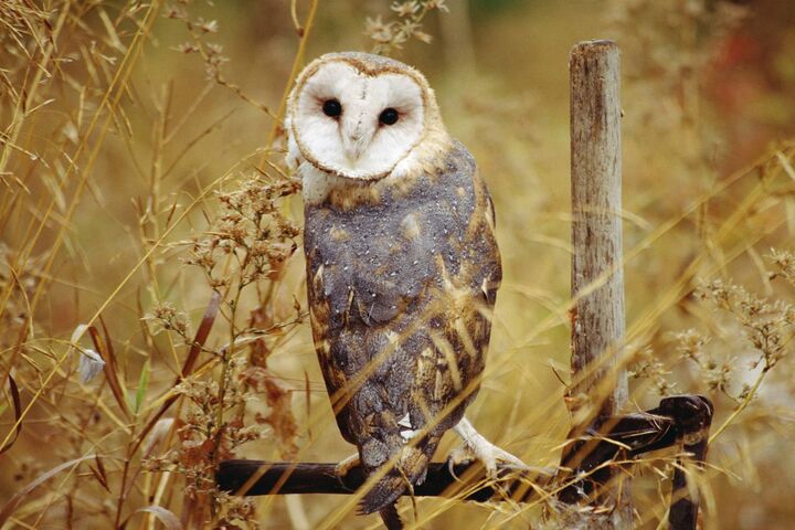 200 Free Barn Owl  Owl Images  Pixabay