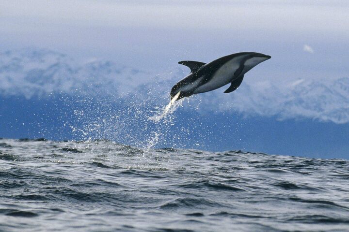 Dolphin Wallpaper - Download to your mobile from PHONEKY