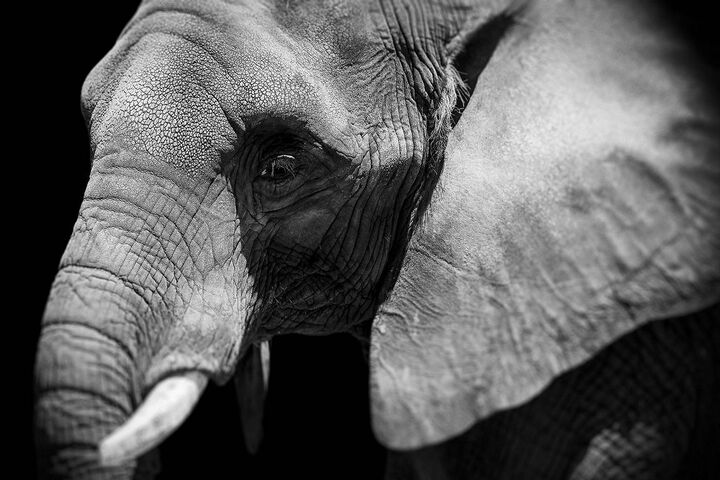 Elephant Head Wallpaper - Download to your mobile from PHONEKY