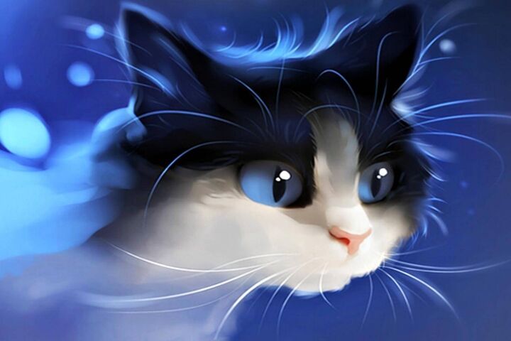 Gato download gratuito jogos gato gato bonito papel de parede e fundo
