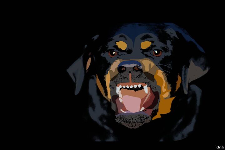 764827 Dogs, Rottweiler, Puppy - Rare Gallery HD Wallpapers