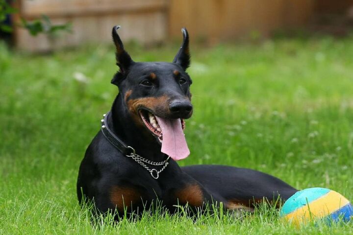 Klink the Playful Doberman 🐾 Wallpaper - Download to your mobile from ...