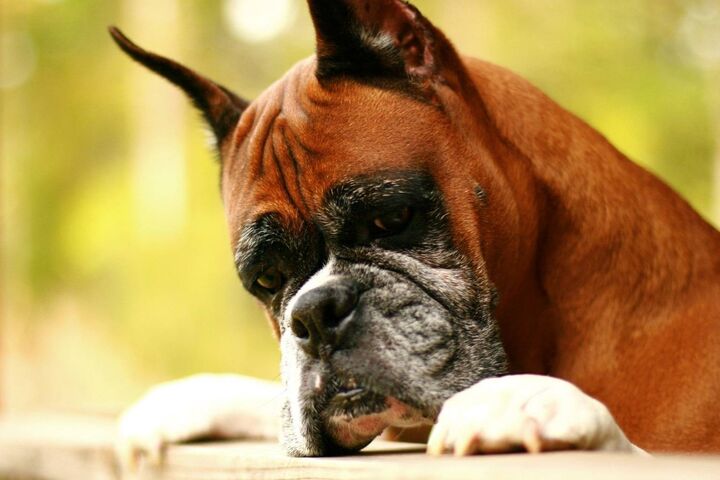 Retired Boxer Wallpaper - Download to your mobile from PHONEKY