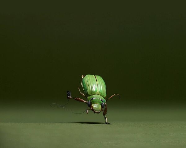 Beetle Wallpaper - Download to your mobile from PHONEKY