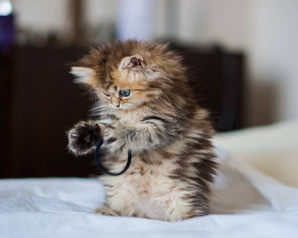 Kicius: The Playful Paws of Cuteness! 🐾 Wallpaper - Download to your ...