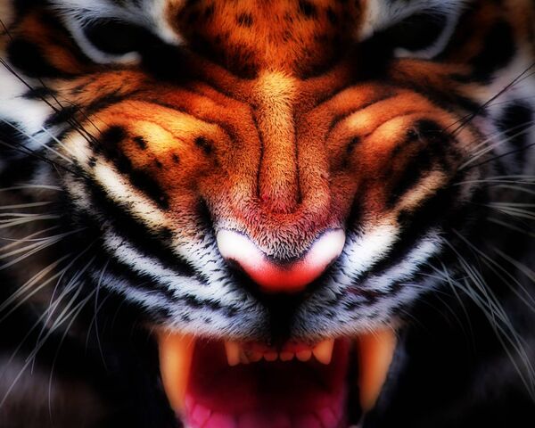 Con hổ quỷ dữ giết 430 người khủng khiếp nhất châu Á