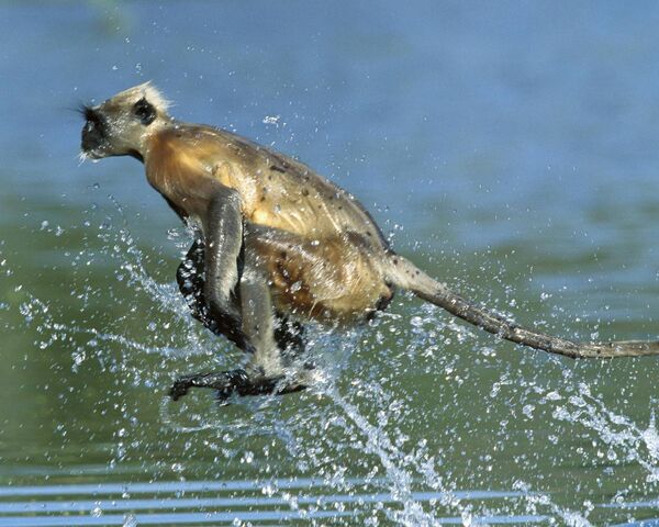 Monkey Wallpaper - Download to your mobile from PHONEKY