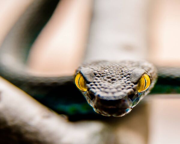 Какой элемент инфраглаза змеи выполняет. Глаза гадюки и Полоза. Защитные очки со змеями.
