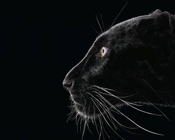 Black Panther Wallpaper - Download to your mobile from PHONEKY