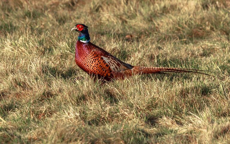 The Majestic Red Pheasant in Nature's Embrace 🌿🦚 Wallpaper - Download ...